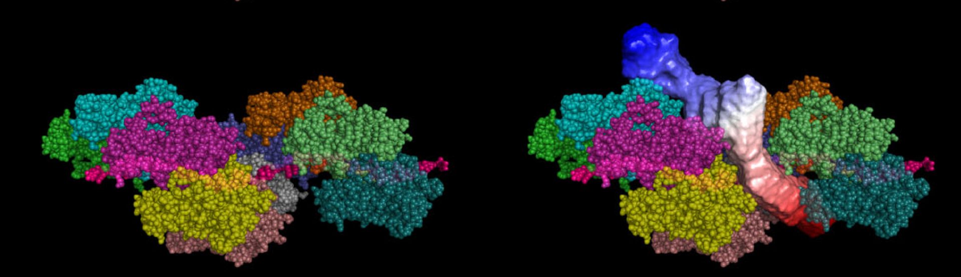Iwasaki Lab